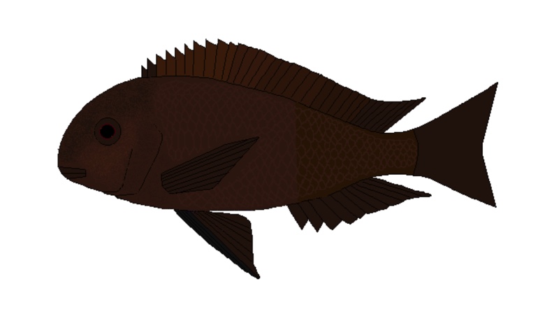 Tropheus sp. 'black' Kabezi